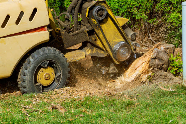 Professional Tree Services in Janesville, WI