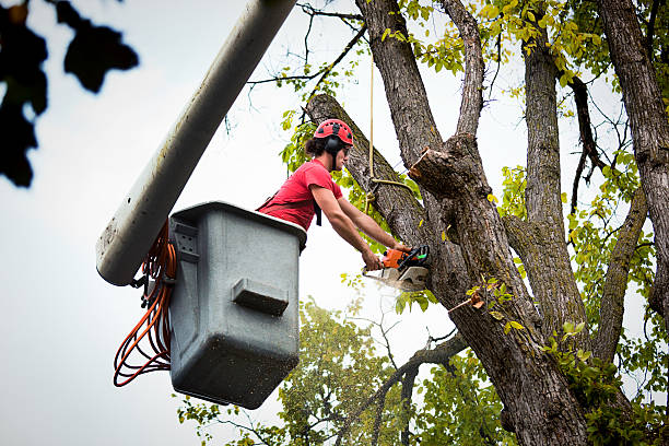 How Our Tree Care Process Works  in  Janesville, WI